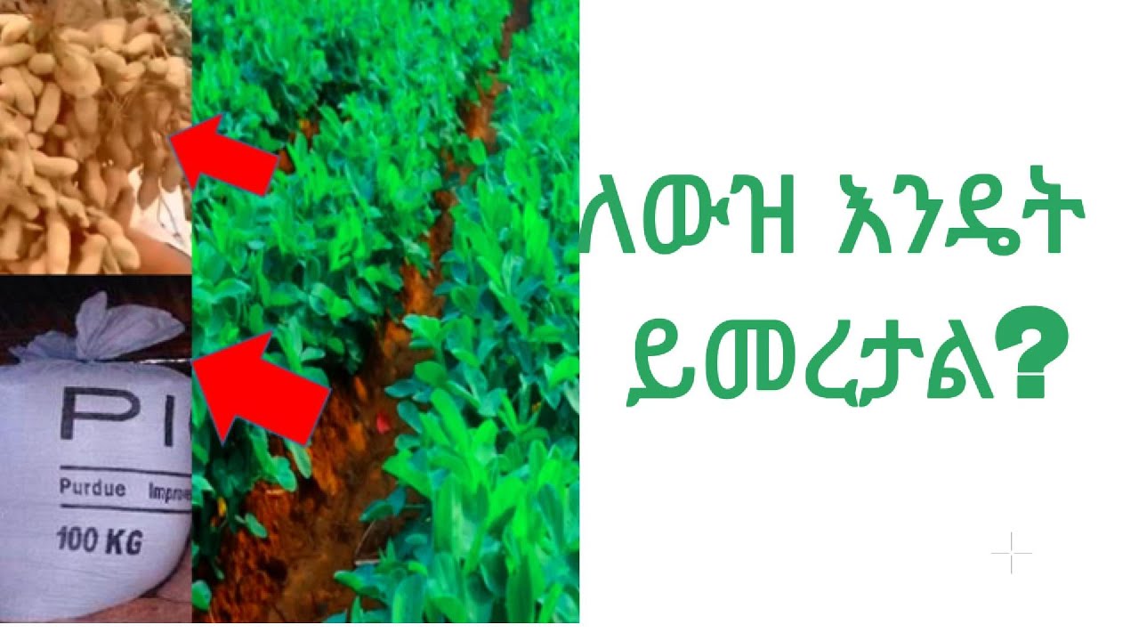 የለዉዝ ሰብል አመራረት