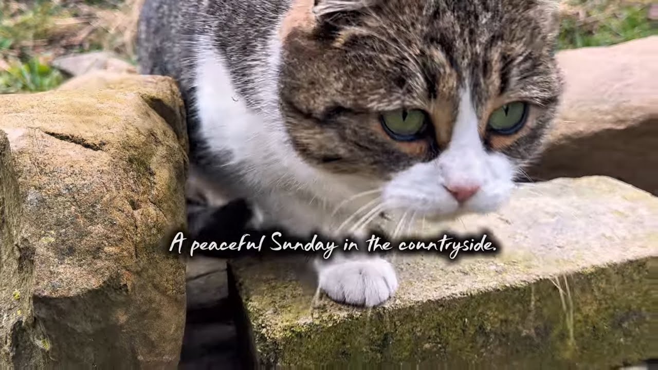 A peaceful Sunday with a playful garden cat.