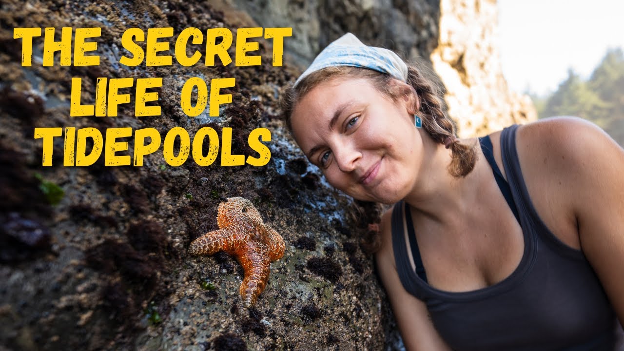These Tidepools Blew Our Minds (Olympic Peninsula)