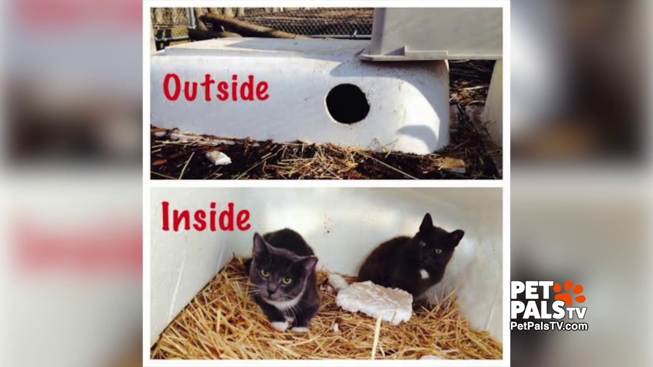Caring for cats in the cold