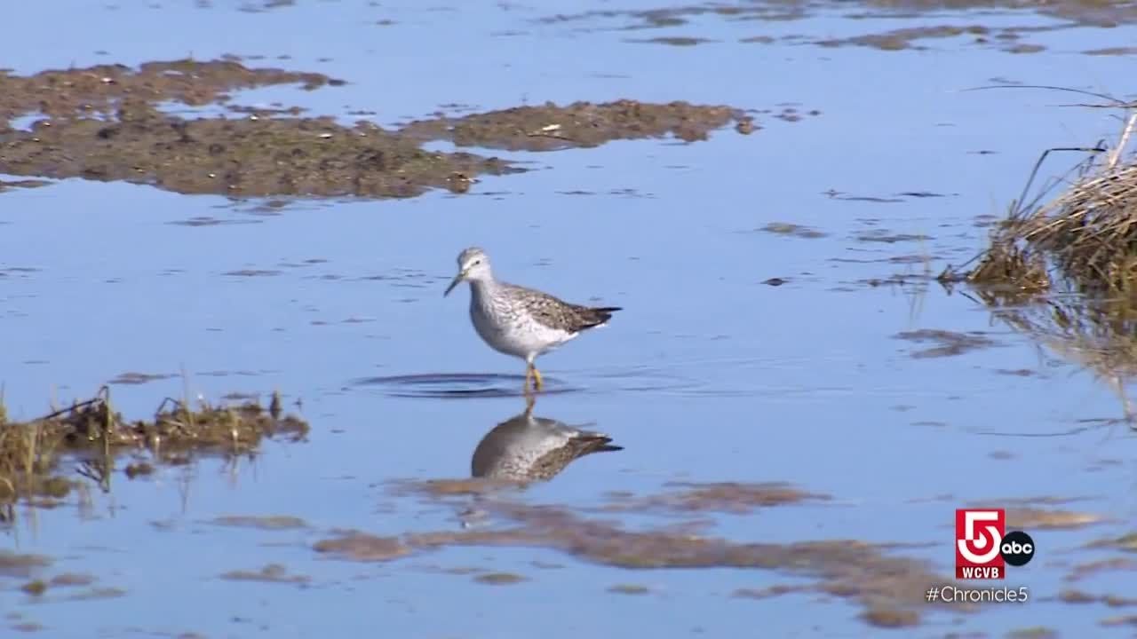 This coastal Connecticut town is teeming with wildlife