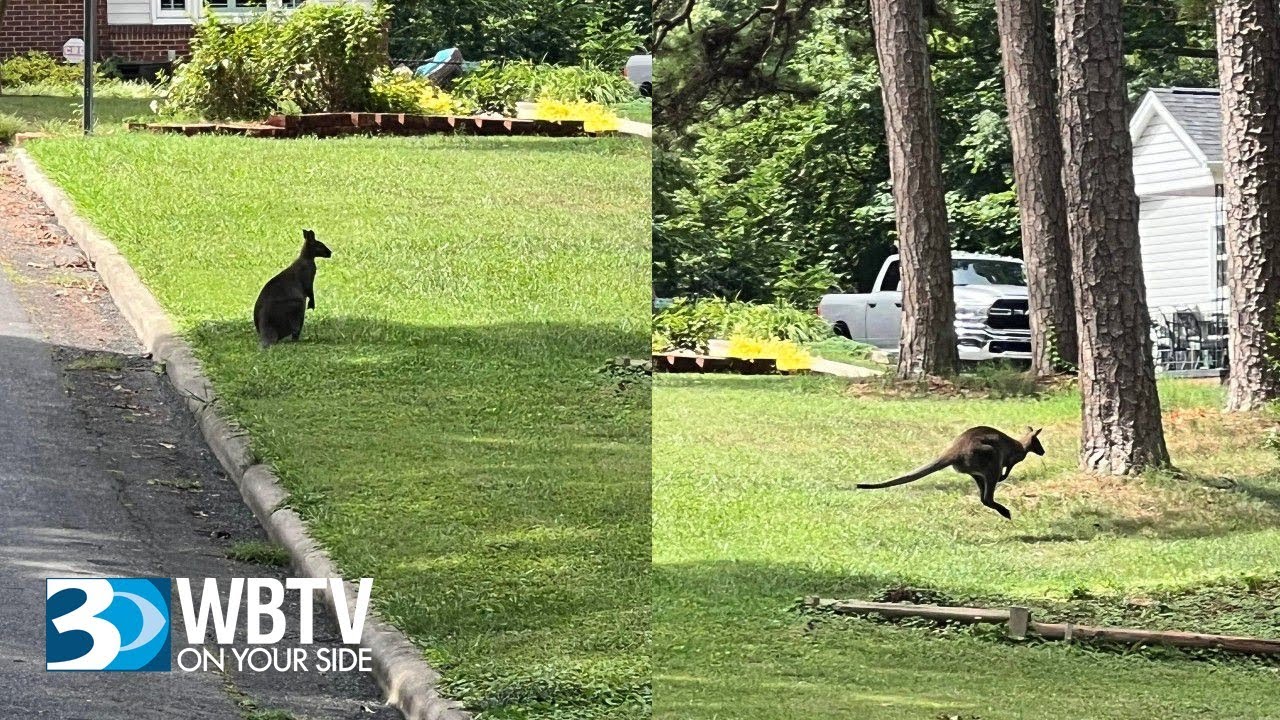 Unusual Sighting: Possible Wallaby Seen in Gastonia Neighborhood