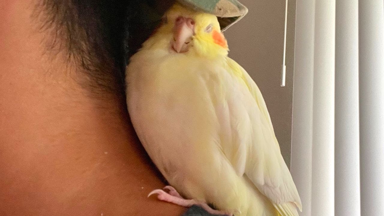 How Cockatiel Sleeps On Me