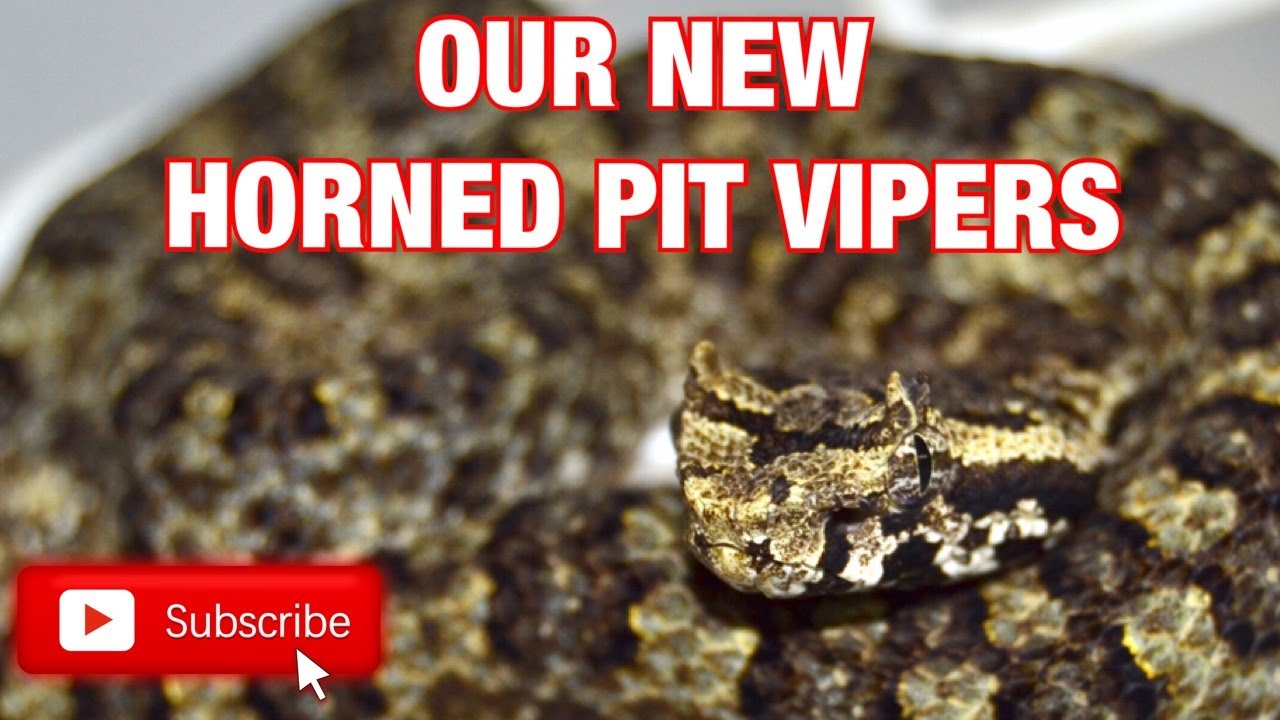 OUR NEW VIETNAMESE HORNED PIT VIPERS!!
