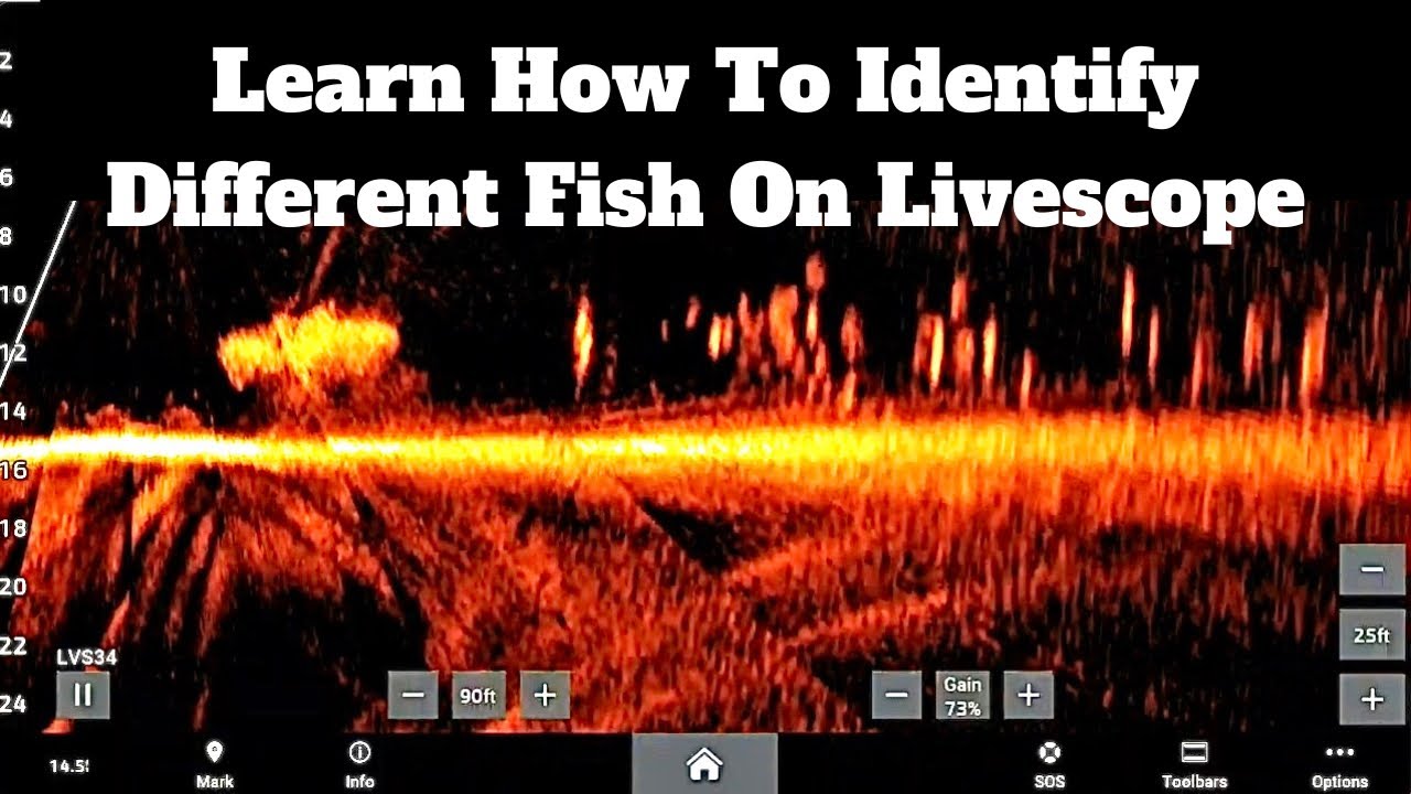 Учимся определять окуня и другие виды на LIVESCOPE