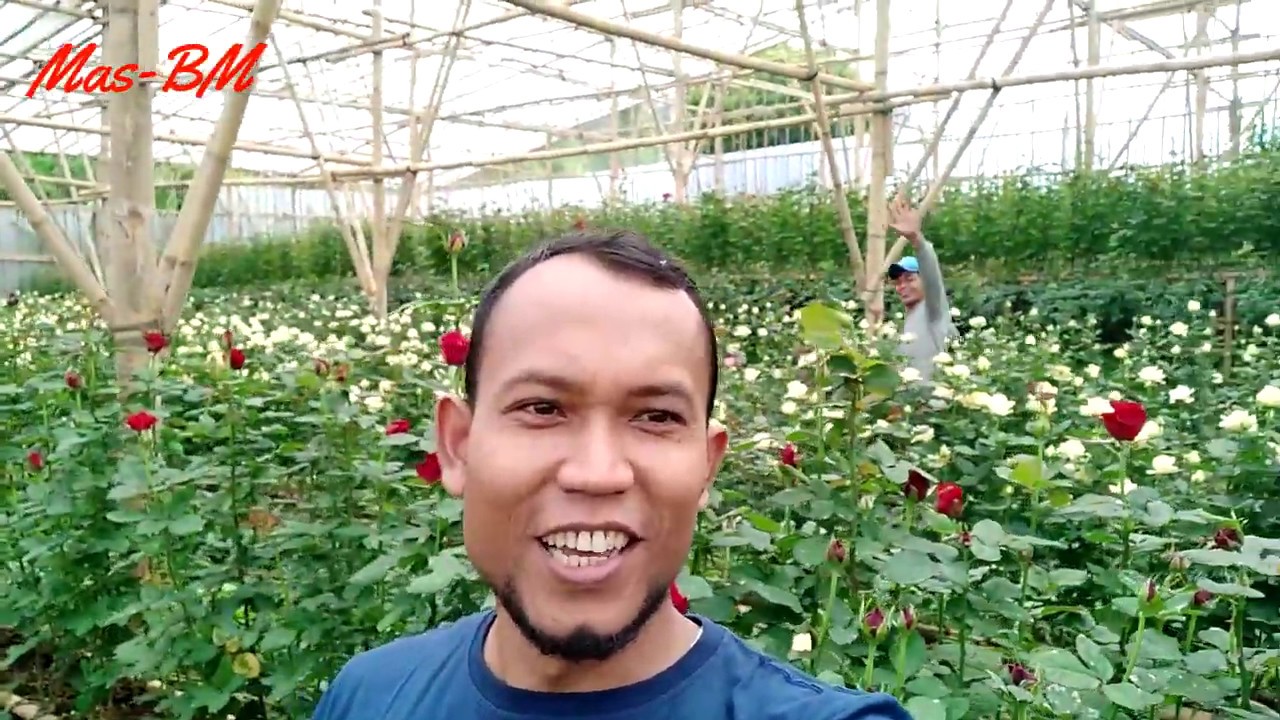 KEBUN BUNGA ROSS YANG INDAH