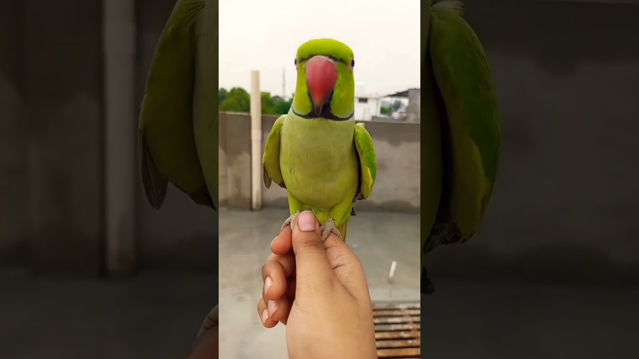 Sweet Voice Ringneck Parrot | Enjoy Nature ❤️❤️ | Loud Chirping 😍| Green Talking Parrot MITHU 🦜💚💚💚💚💚