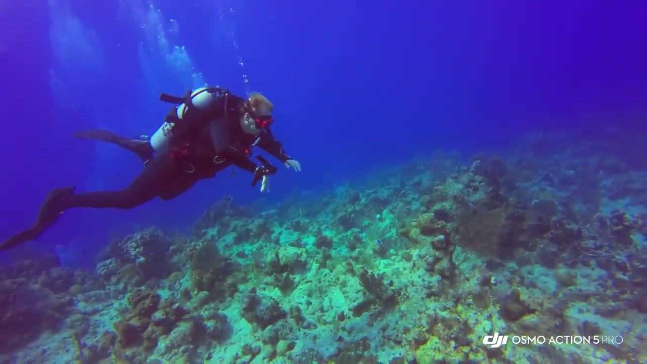 GT Jan 26 Dive 2