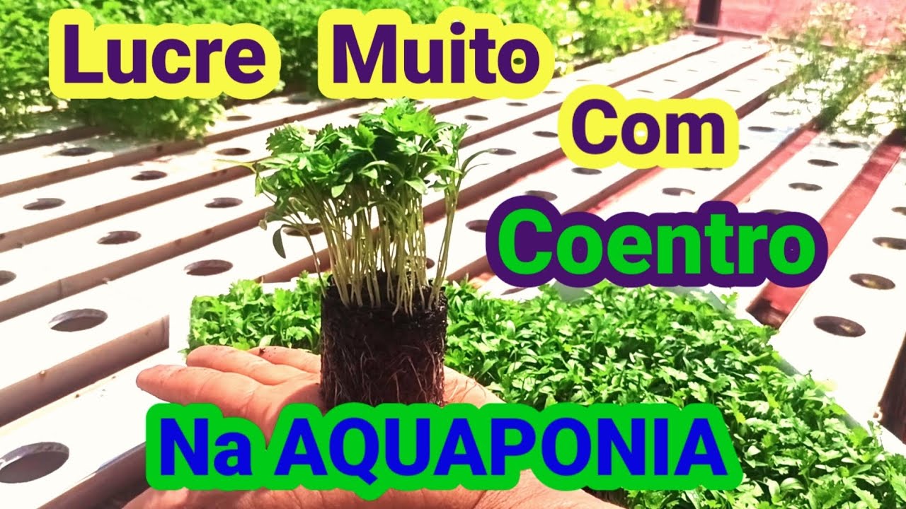 Produção de Coentro na Aquaponia- " Dicas valiosas de como manter o sistema super produtivo"