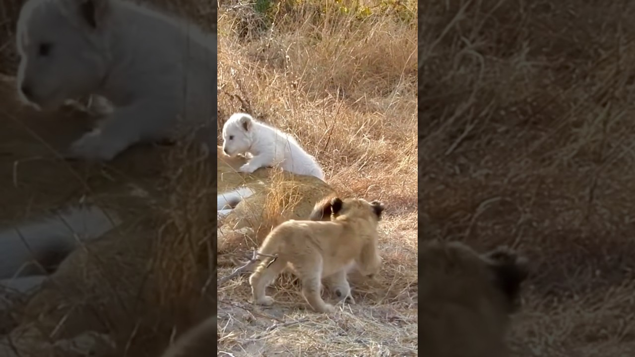 White cute lion cub with his mom  #Lion #Shorts