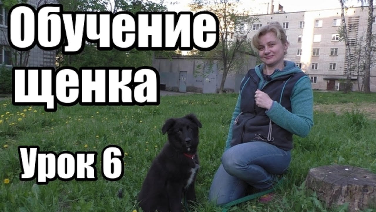 ОБУЧЕНИЕ ЩЕНКА. ДРЕССИРОВКА  СОБАКИ С НУЛЯ. Урок 6
