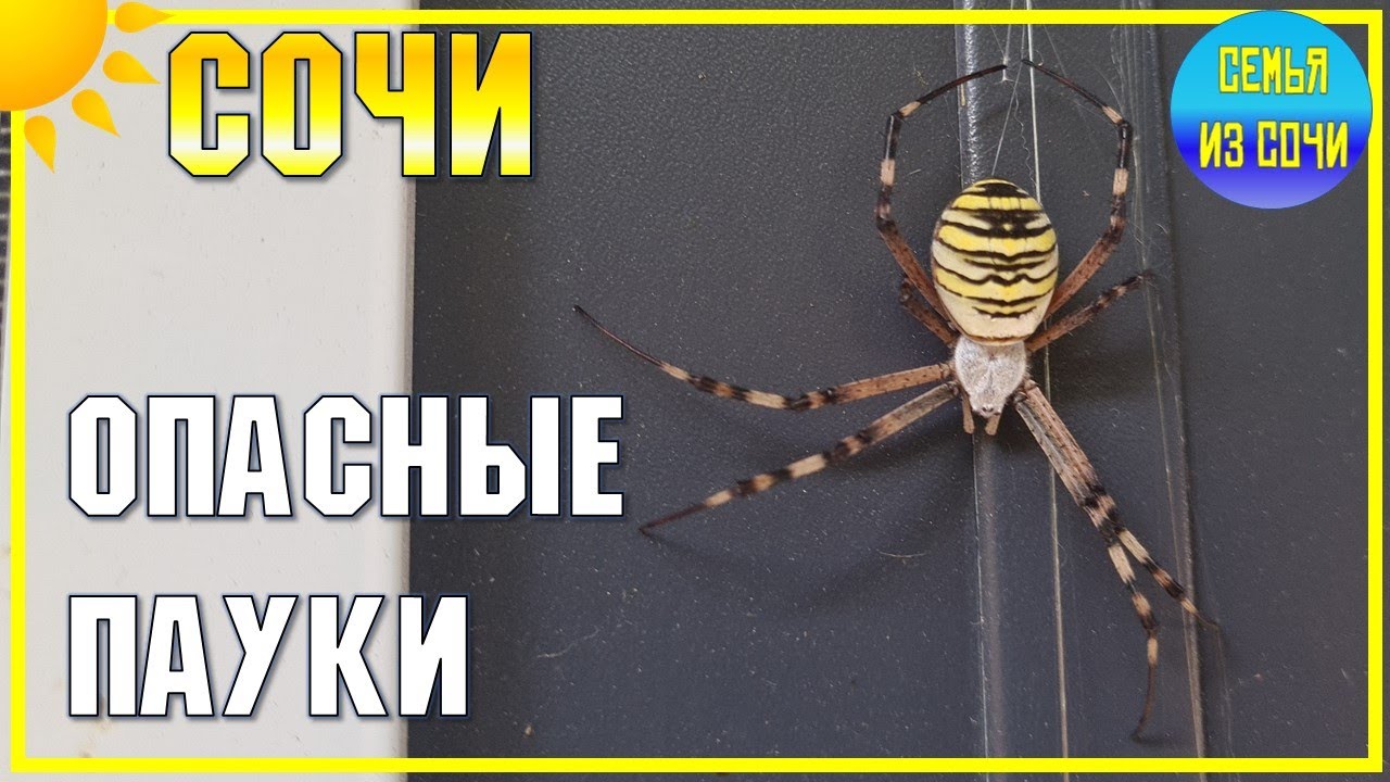 ОПАСНЫЙ ПАУК 😱 В СОЧИ НЕ РЕДКОСТЬ