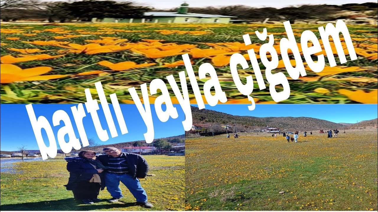 Bartlı yaylası çiğdemlerle bahara uyandı 