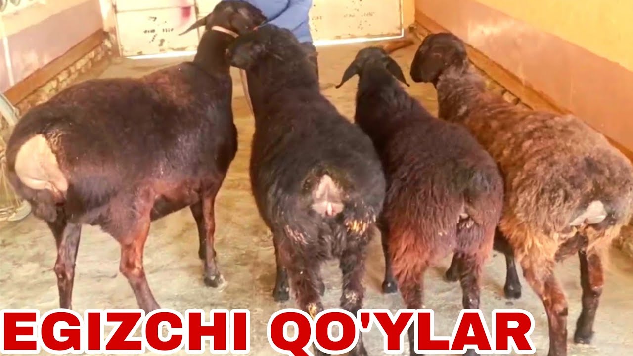 3 bolali egizchi qo'ylar 8-mart, 2026