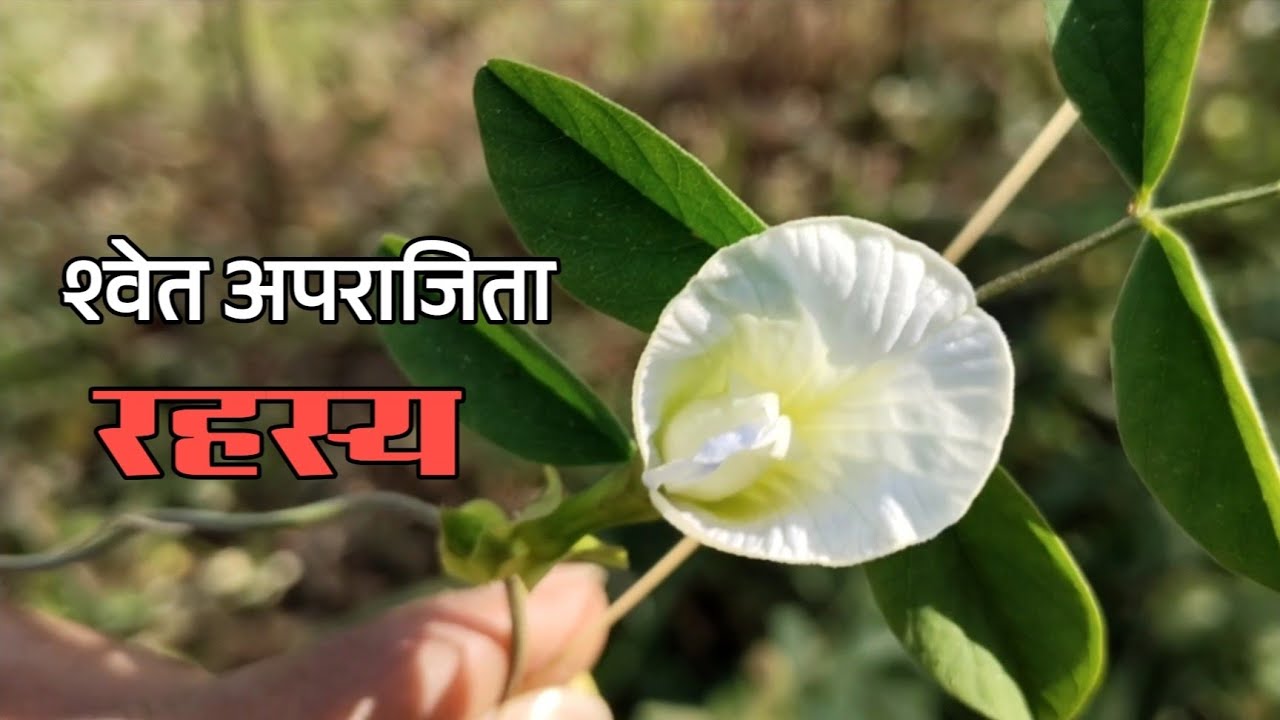 श्वेत अपराजिता का रहस्य  | White Aparajita Flower Facts