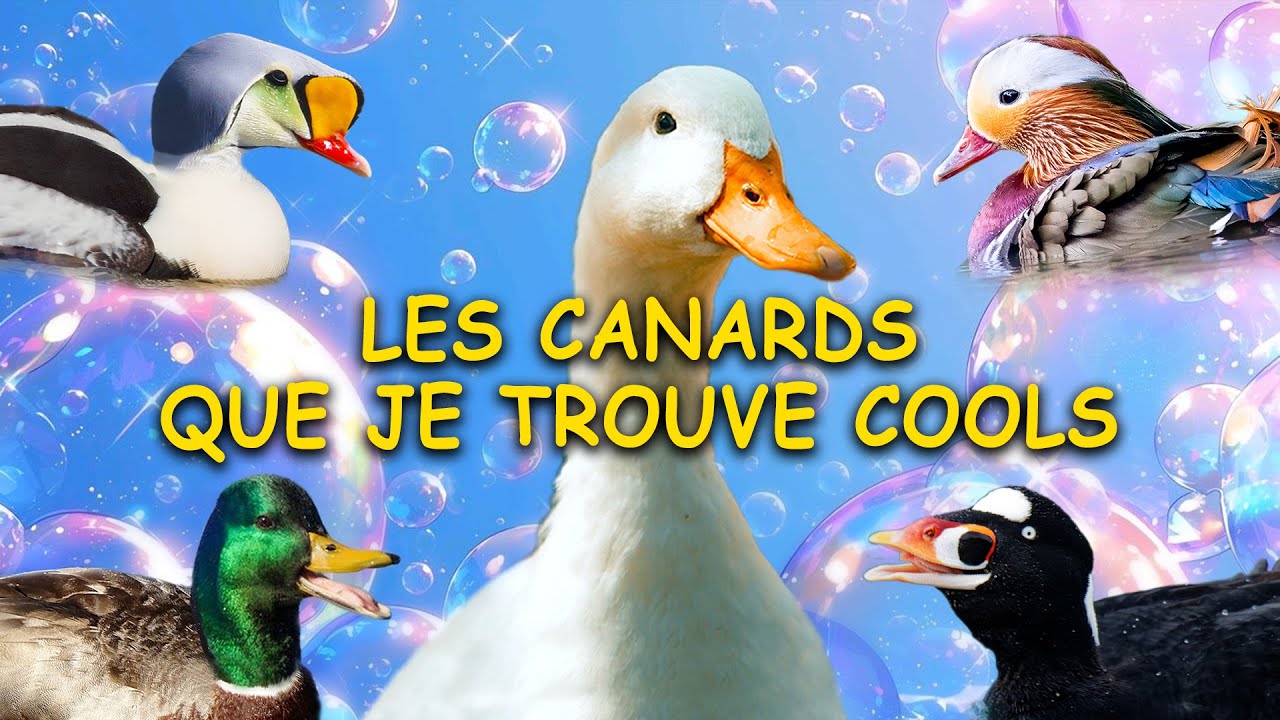 Toutes les esp&egrave;ces de CANARDS que je trouve cools (Ans&eacute;riformes)