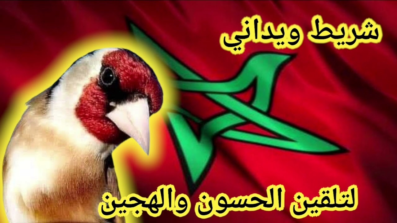 أجمل شريط ويداني ستجده على اليوتيوب