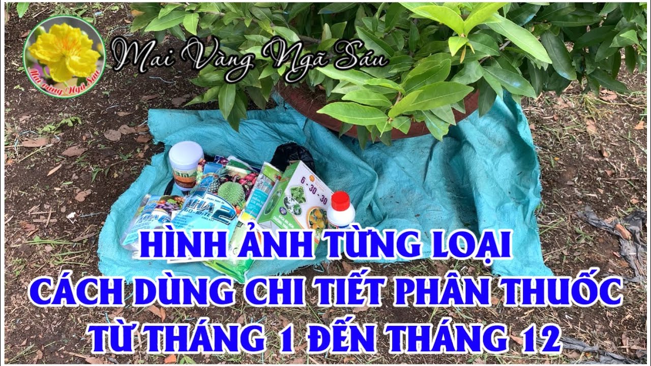 Hình ảnh chi tiết và cách dùng các loại phân thuốc cho cây mai từ đầu năm tới cuối năm