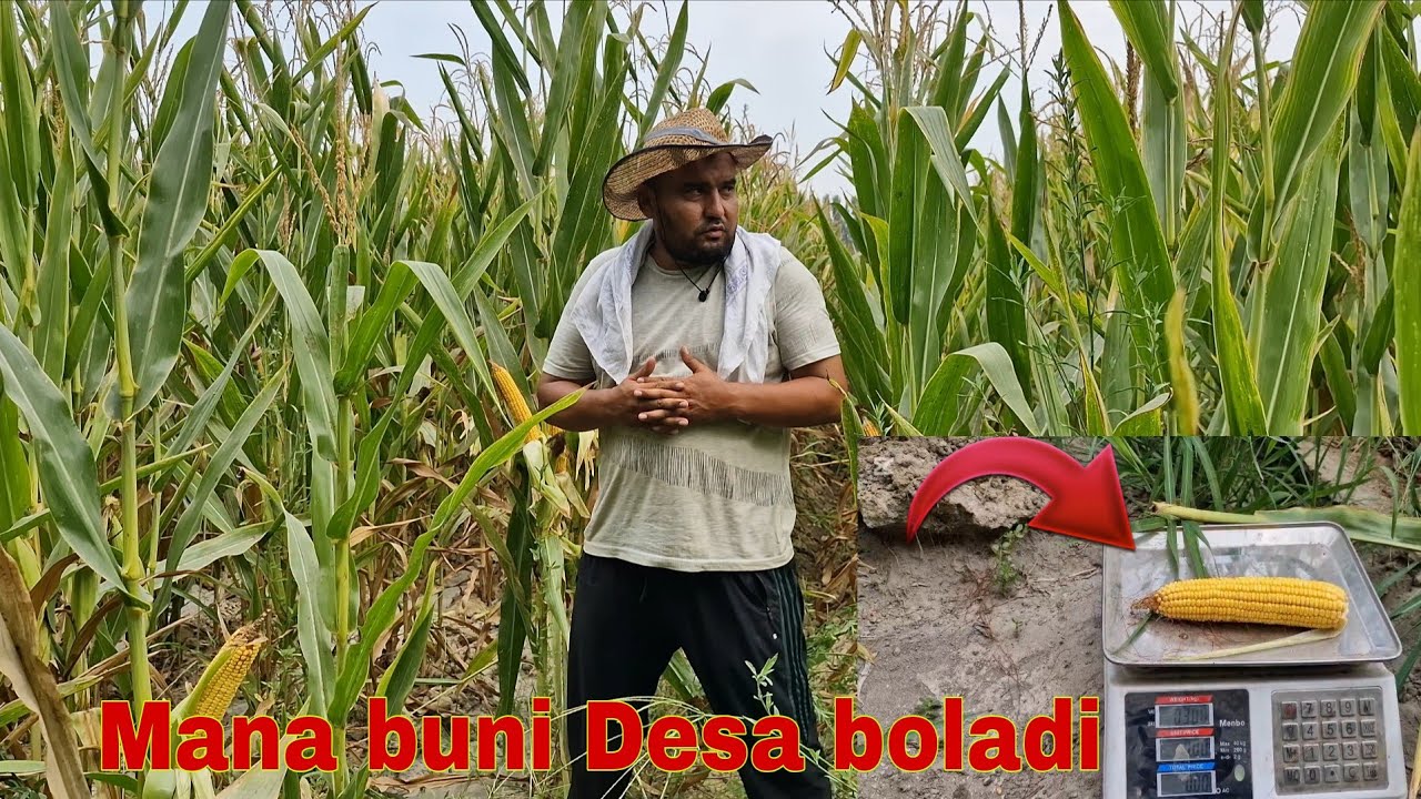 TEKINGA Silyos Oling Doni pulni bersangiz Boldi Xali bunqasi bolmaga