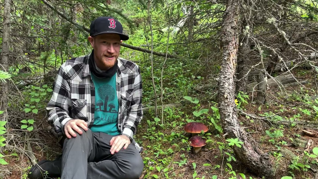 Foraging for Rocky Mountain Porcini (Boletus rubriceps) in Colorado