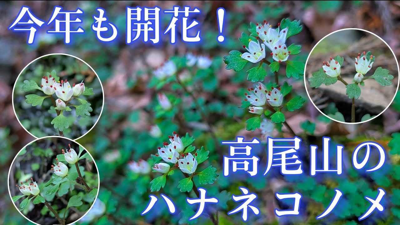 今年も開花！高尾山のハナネコノメを見に行きます！（2026/3/8）