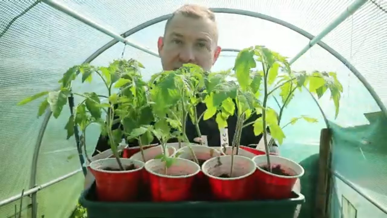 ULTIMATE POLYTUNNEL TOMATO GUIDE Allotment Gardening UK 2024
