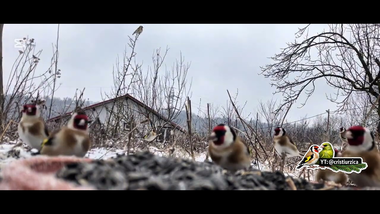 Goldfinches from close