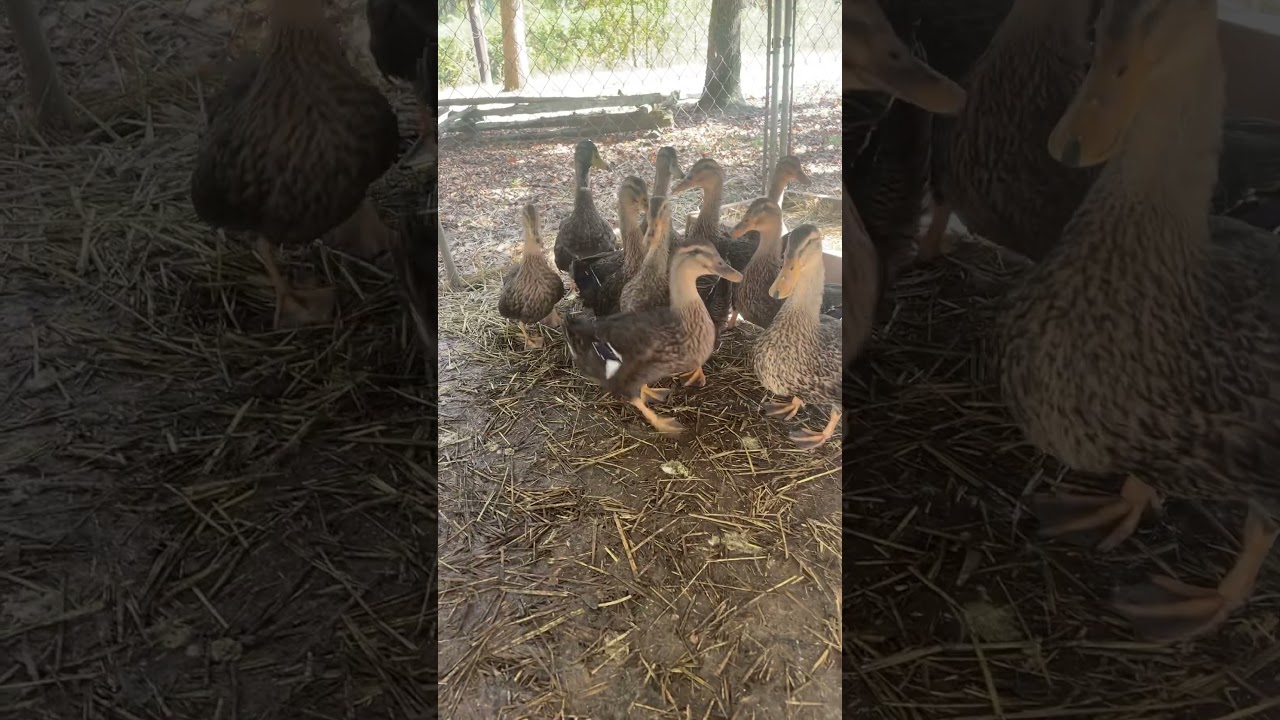 My rouen ducks #rouen #rouenducks #ducklife #ducks #babyducks #farmlife #serveyogranny