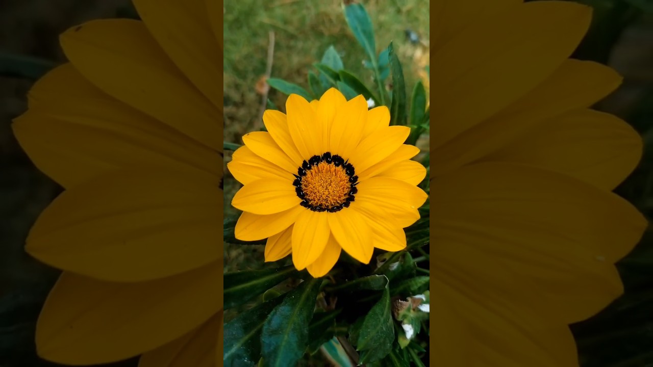 Golden Yellow Gazania Flower Bloom | Garden Beauty 