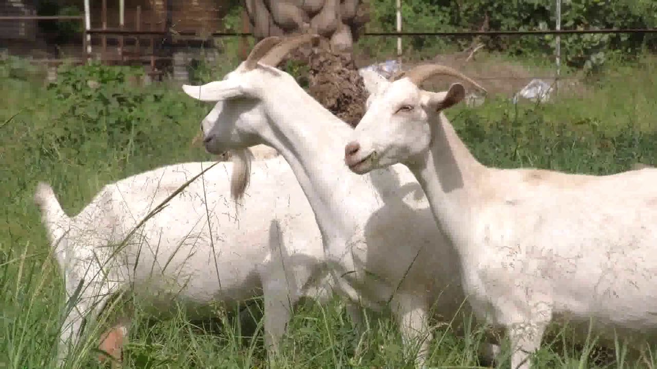 برنامج سنابل تزامن التلقيح في الماعز وأهميته