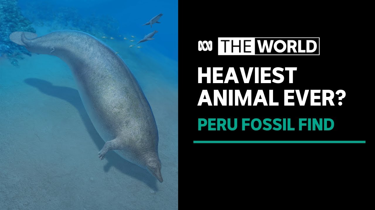 Ancient whale from Peru may be most massive animal ever on Earth | The World