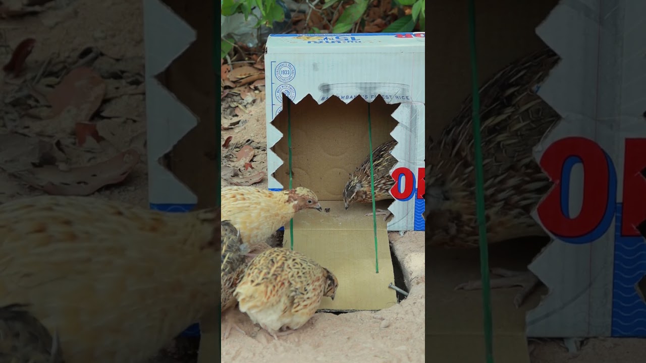 High Creative and Effective Unique Bird Trapping Techniques #ytshorts #animaltrap #creative