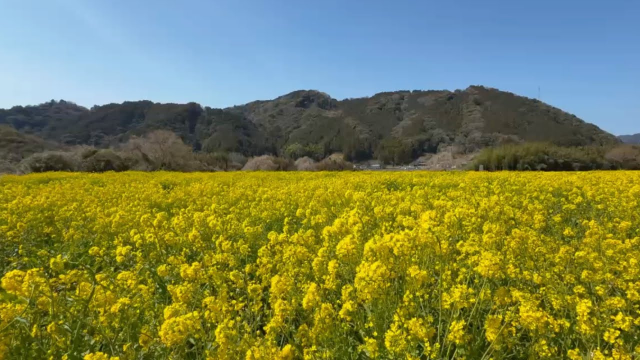 2026/03/12　超超超超超撮り頃です！　肱川河川敷（春賀）の菜の花畑　その３　〜愛媛県大洲市〜