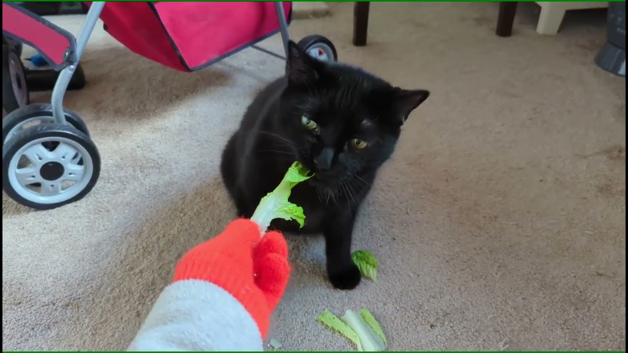 SAZZY & ZAMMY Fed By ORANGE Glove 3