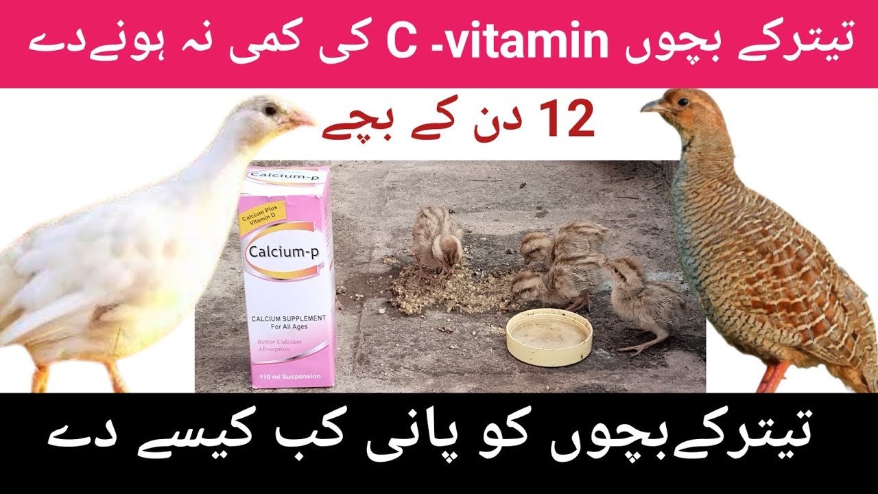Irani Teetar vitamin C | تیتر کے زیادہ انڈے || teetar chicks food || کیلشیم کی کمی دور کریں