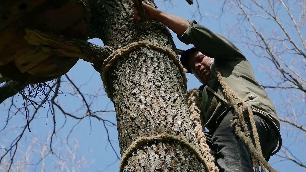 Весняний огляд вуликів. Техніка сходження на дерево