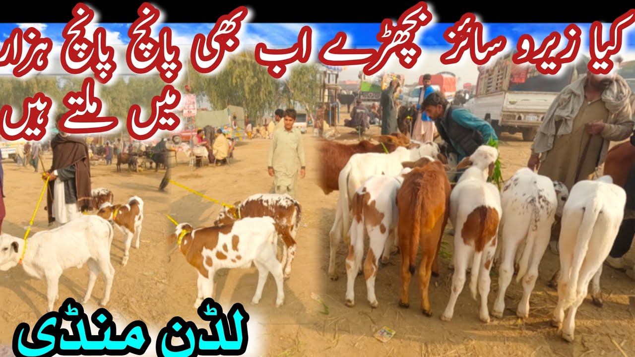 ZERO AND MEDIUM SIZE CALVES LATEST PRICE IN PAKISTAN || Sahiwal Cholistani Bachra In Luddan Mandi