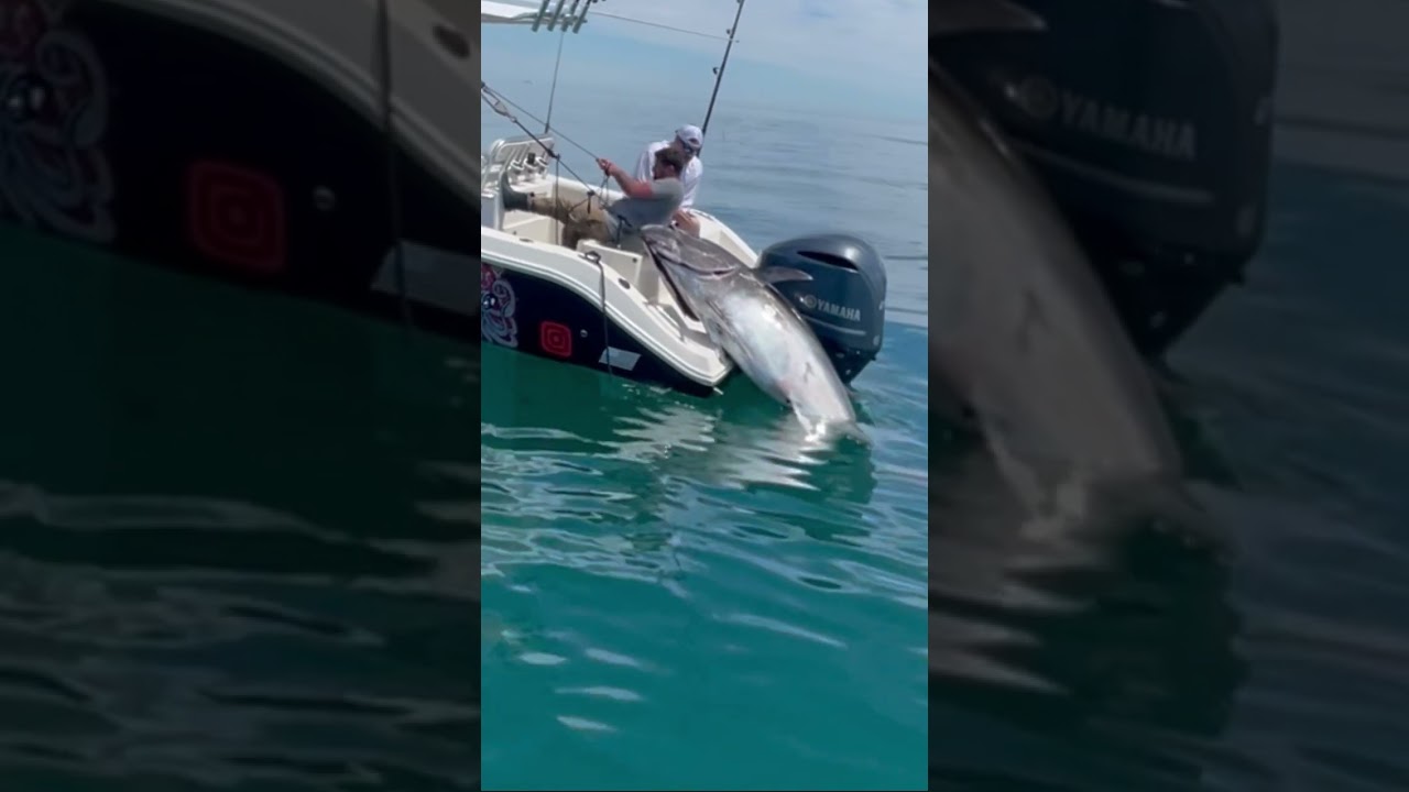 Guys are pulling a monster Bluefin Tuna into their boat!