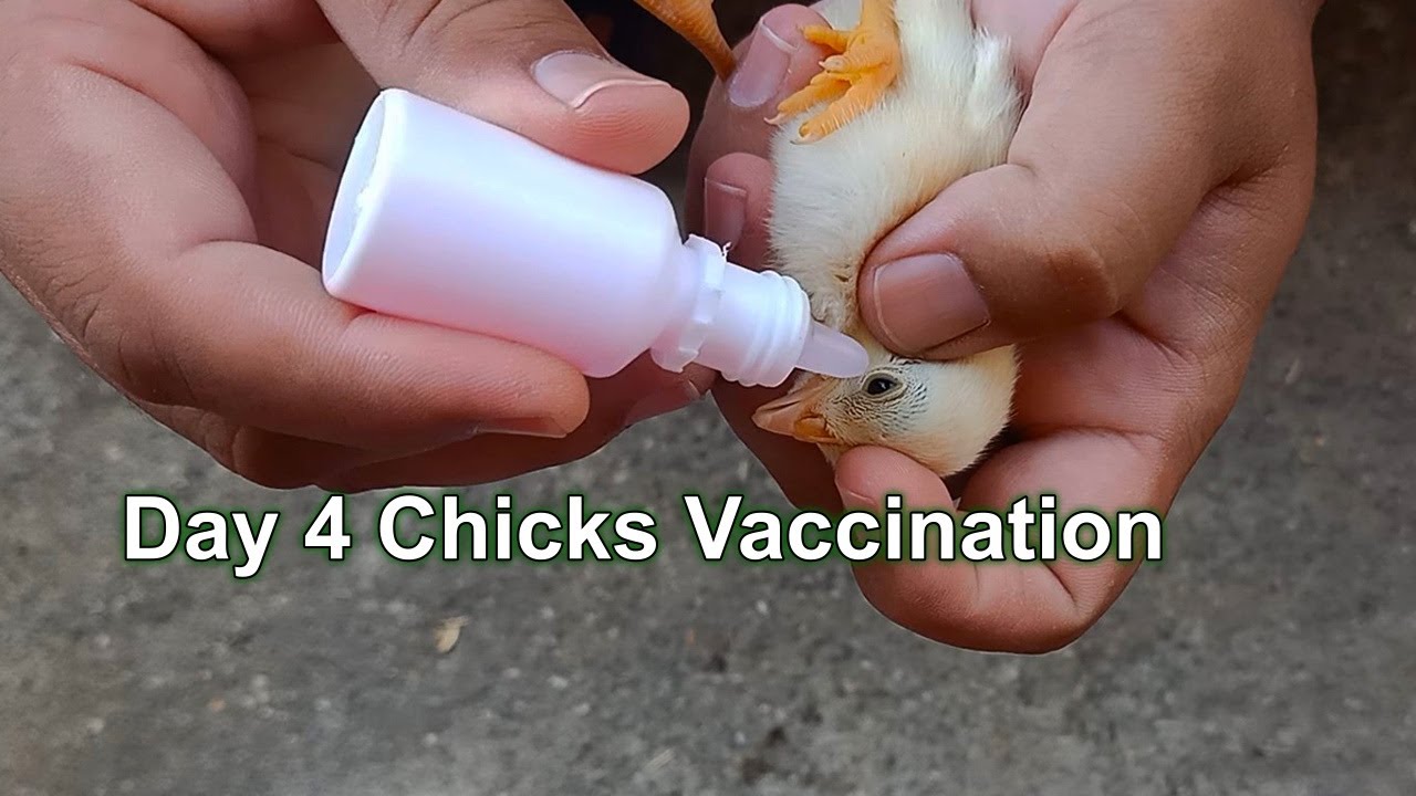 Aseel Chicks Vaccination - 4 days old  Chicks ND IB vaccination process