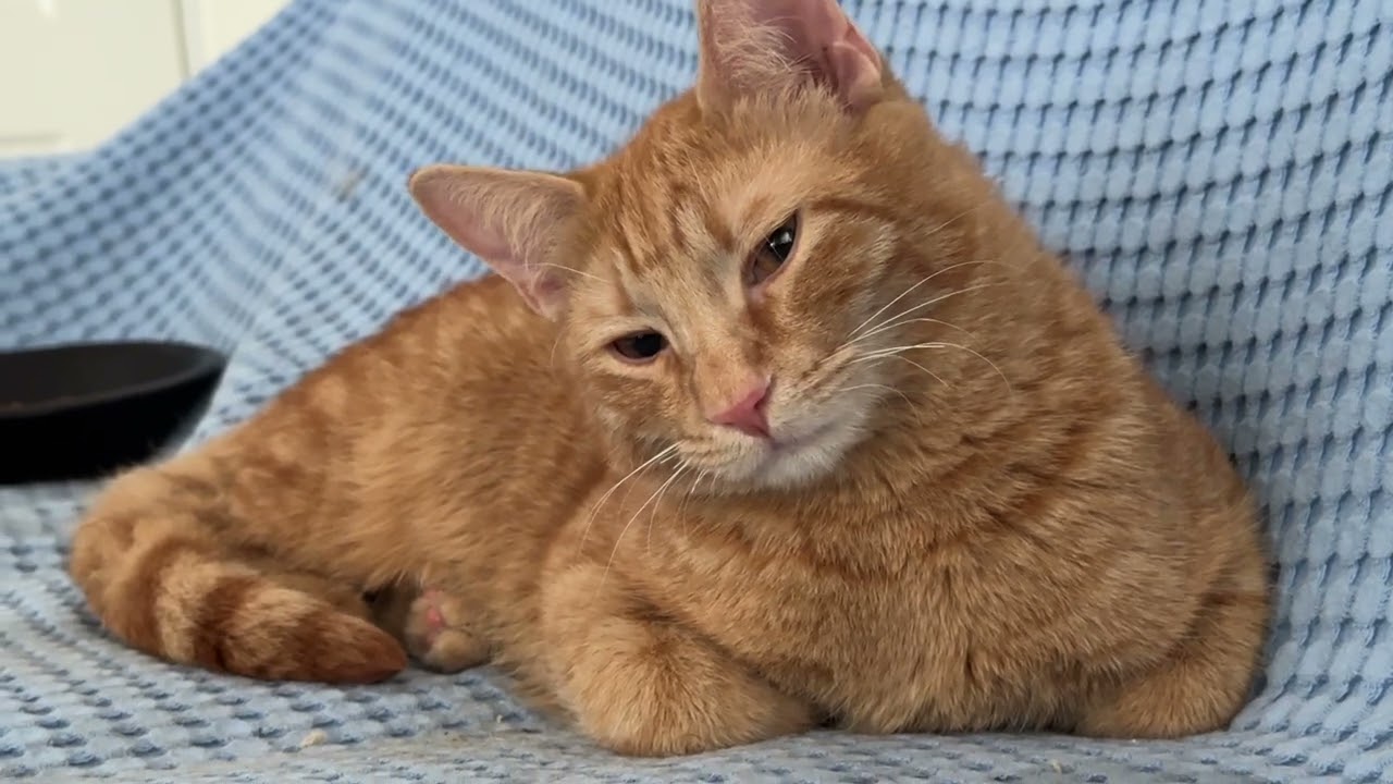 Supersüßy Garfieldo 😻🦁😻