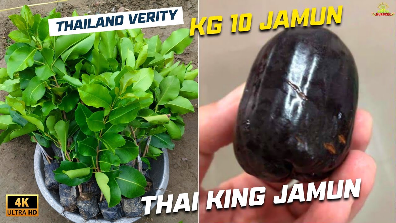 kg 10 Jamun farming Thai King Jamun Farming contact 9734307077