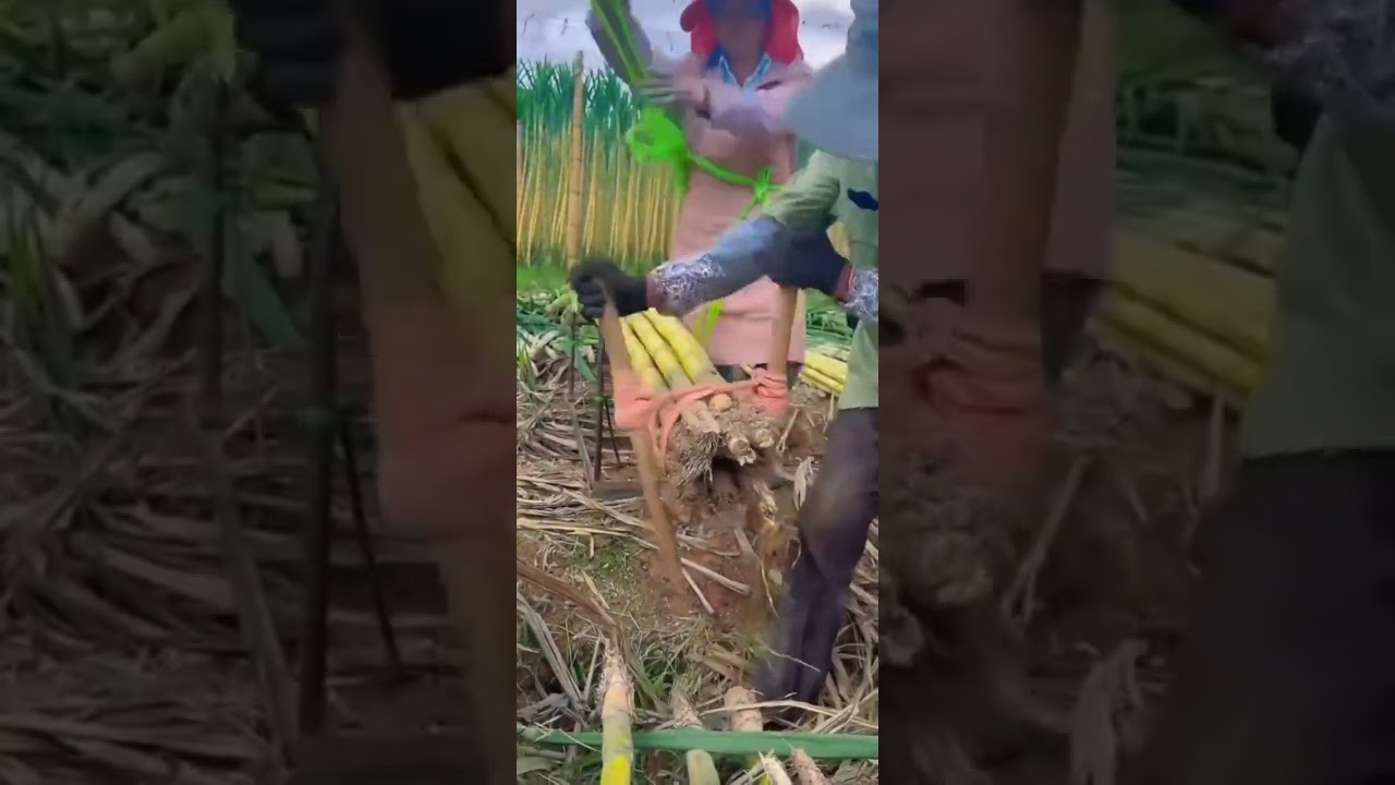 Bundling sugarcane #RuralLife