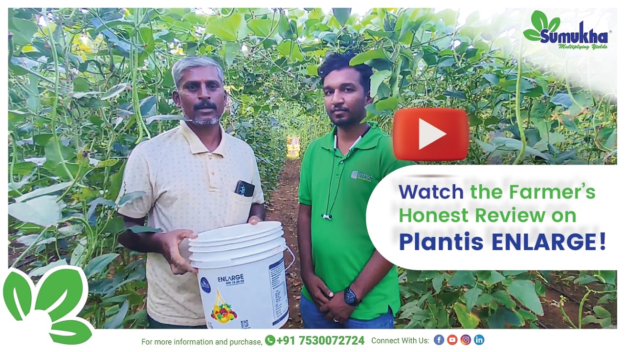 🌱 Watch the farmer’s review and see the results of PLANTIS ENLARGE! 💪 💪 | #farming #happyfarmer