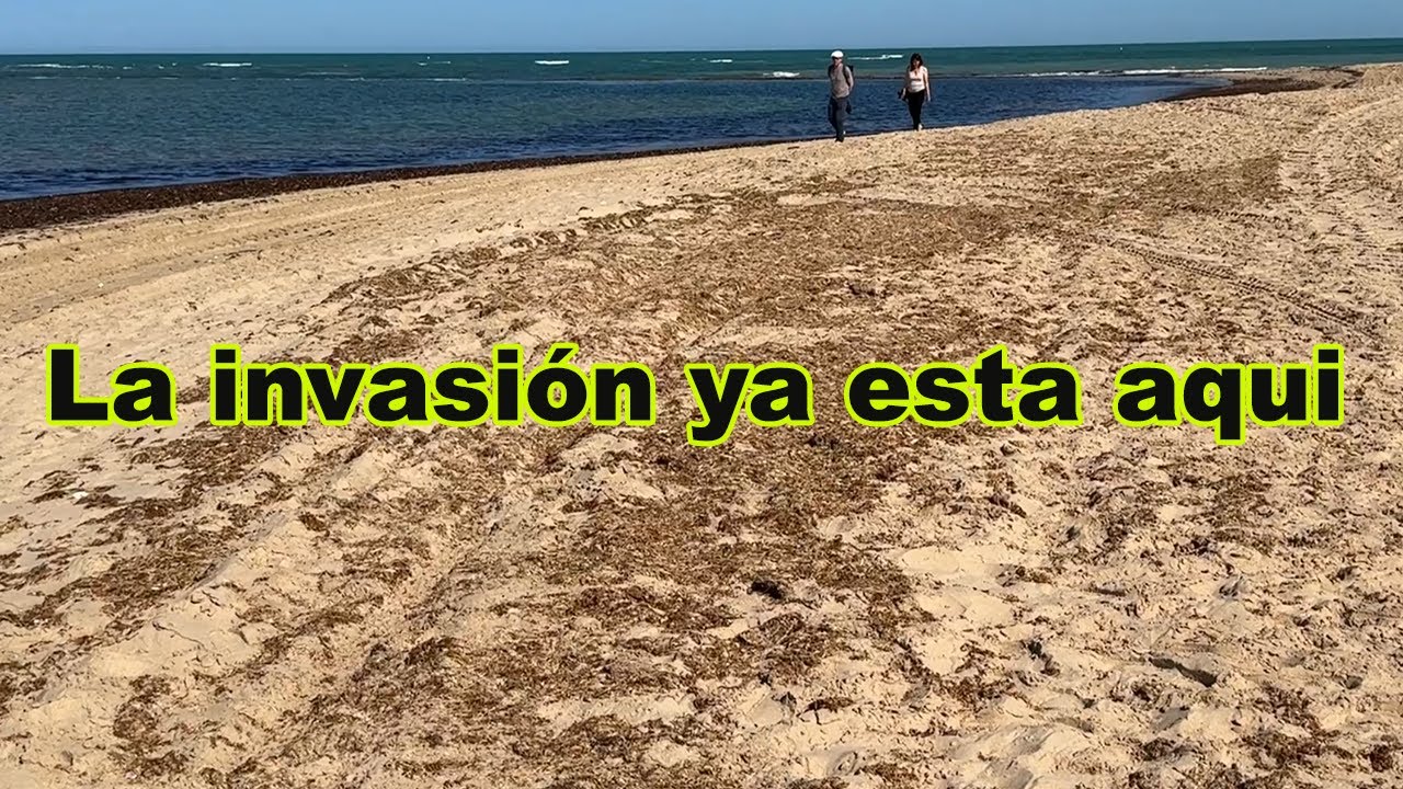 La alga invasora que amenaza nuestras playas