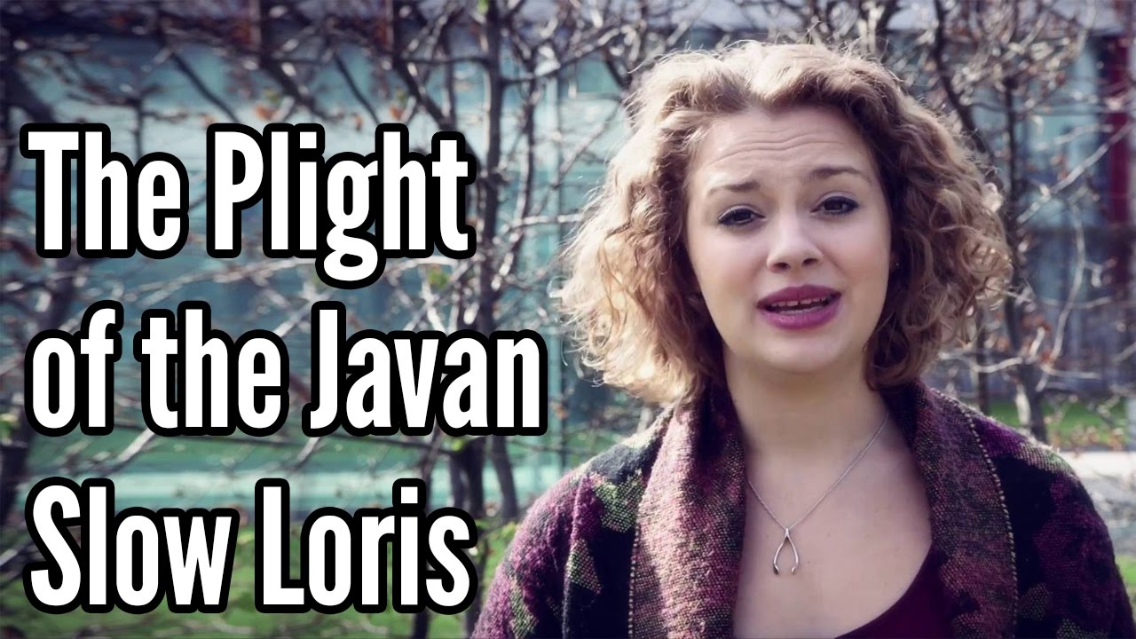 The Plight of the Javan Slow Loris narrated by Carrie Hope Fletcher