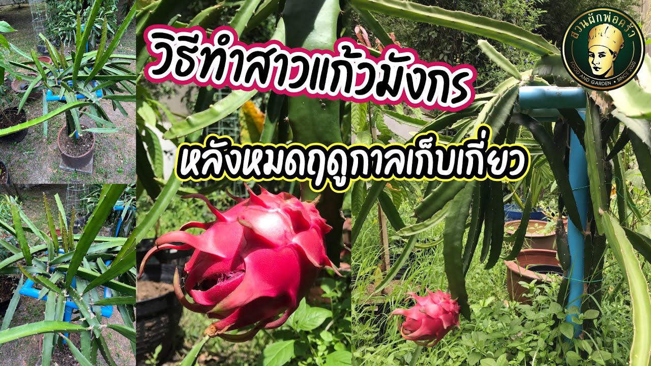 วิธีทำสาวต้นแก้วมังกรหลังหมดฤดูเก็บเกี่ยว l ยอดใหม่พุ่งส่งผลให้รุ่นต่อๆไปดกกว่าเดิม l สวนผักพ่อครัว