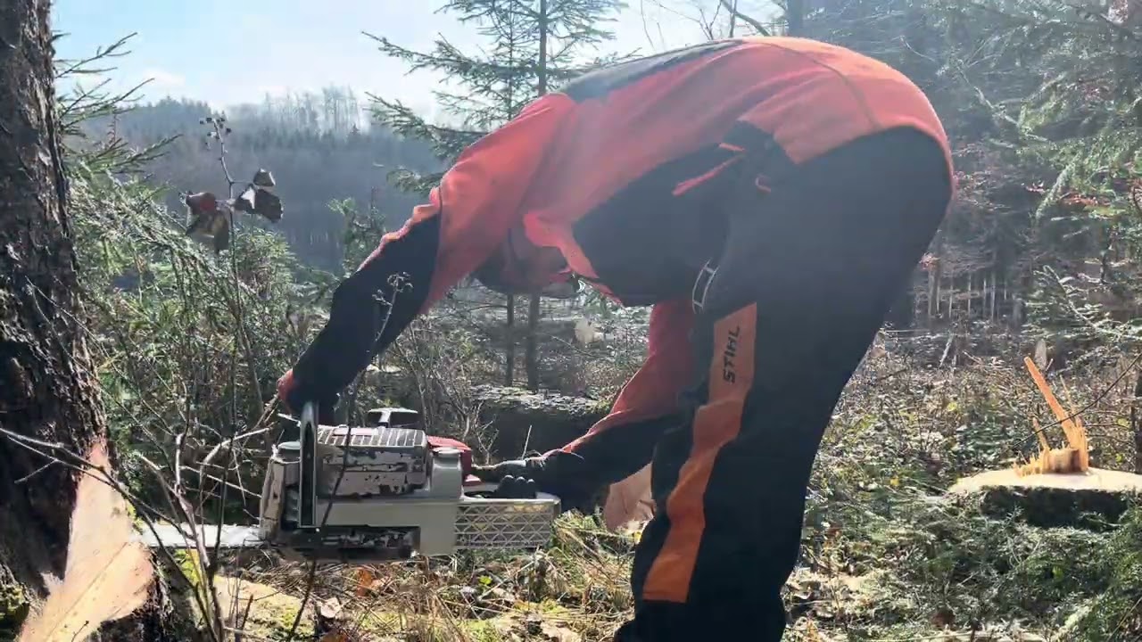 Holzfällen bei Schönwetter #forst #forstwirtschaft #stihl 