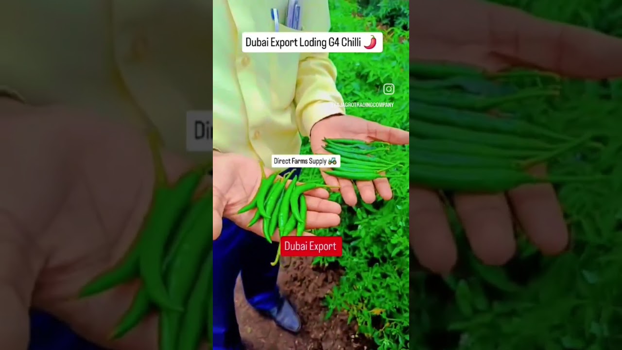 🌶Chilli Export Dubai | Farms Supply | हरी मिर्च निर्यात करने के लिए संपर्क करे | 