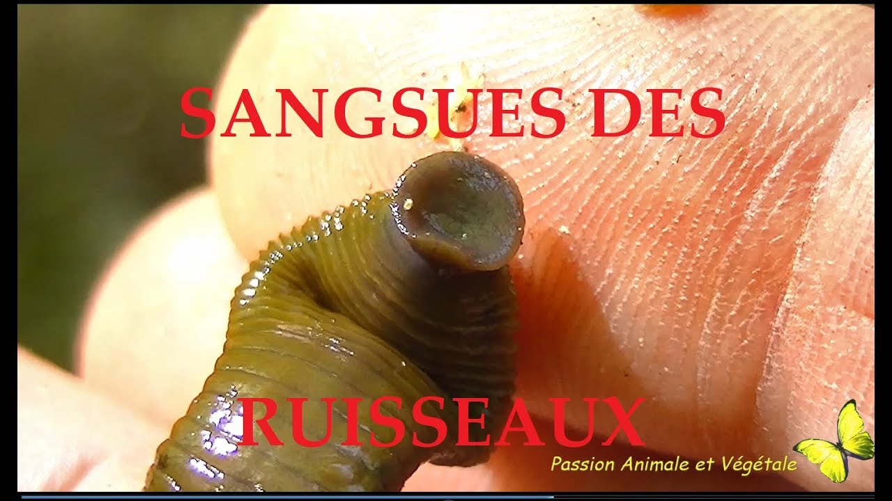 Les Sangsues en France, ici les sangsues des ruisseaux .