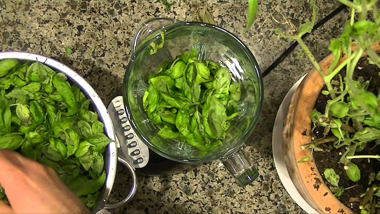 How to make pesto from fresh basil without nuts
